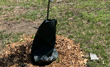 Gator bag for watering around tree 